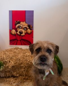mavis_theborderterrier